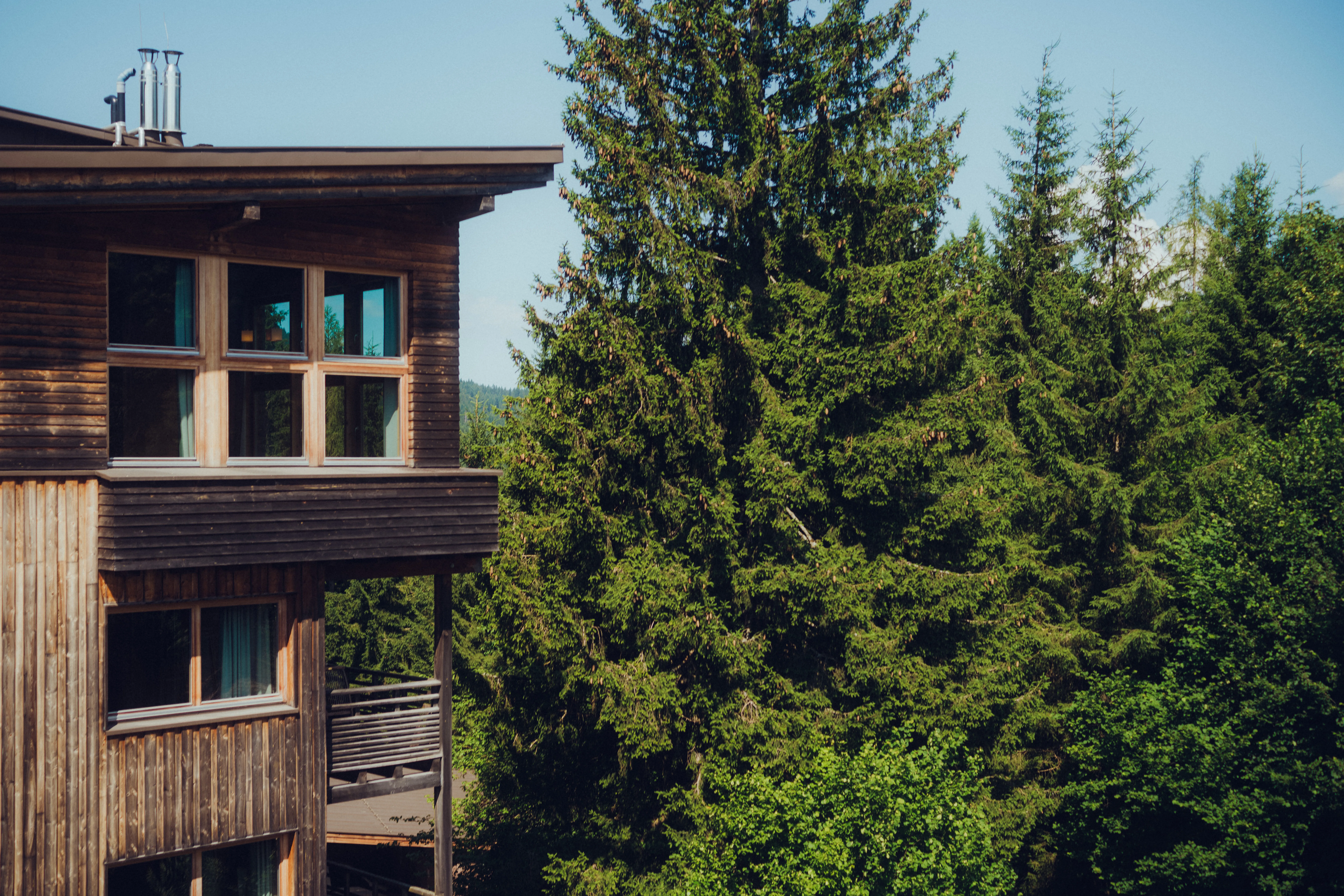 Holzhaus umgeben von hohen Tannenbäumen