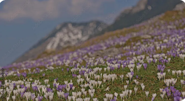 Blühende Krokusse in lila und weiß auf einer Wiese mit Bergen im Hintergrund