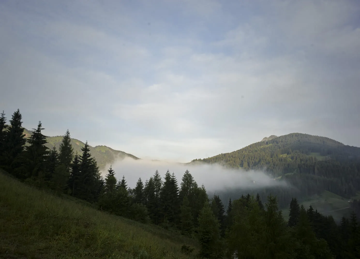 Berglandschaft mit Nebel und grünen Bäumen