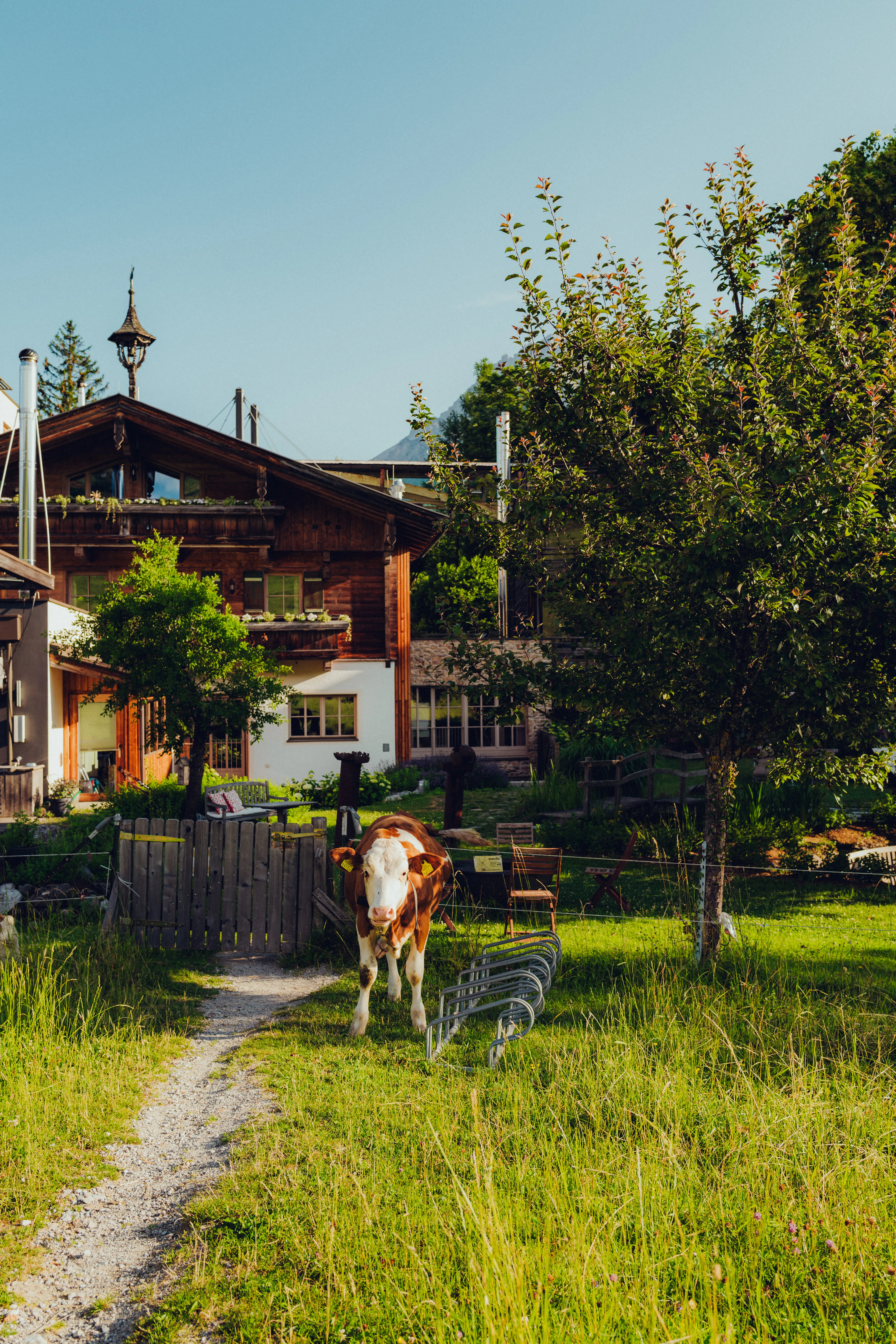 Eine Kuh steht in einem grünen Hof neben einem Holzhaus